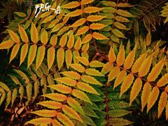 -南翠屏公园