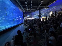 -烟台海昌鲸鲨海洋公园