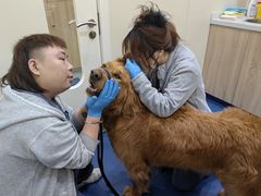 -佩兹宠物医院肿瘤专科·眼科·牙科(黄浦店)