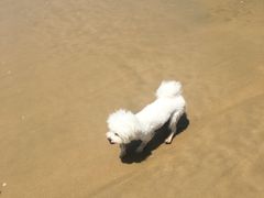-碧桂园十里银滩
