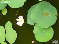 -紫竹院公园冰场