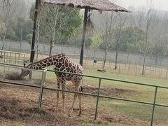 -合肥野生动物园