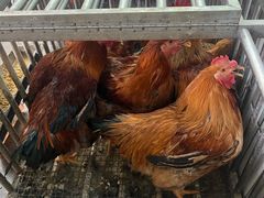 -沾益龚记辣子鸡(沾益店)