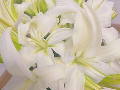 -循礼门鲜花花市(武汉循礼门店)