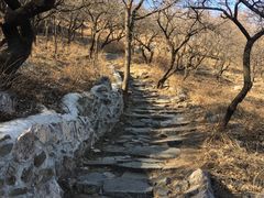 -阳台山自然风景区