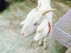 -前小桔亲子创意农场·草莓采摘·露营烧烤