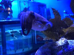 -悉尼海洋生物水族馆