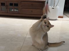 -伟伟宠物医院·瑞派猫友好医院·猫科(光谷店)