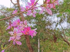 -梧桐山风景名胜区