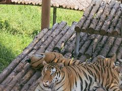 -西霞口神雕山野生动物世界