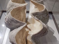 -青岛贝壳博物馆