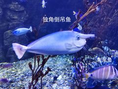 -太平洋海底世界