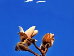 -颐和园