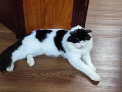 -楼上猫咖(罗湖店)