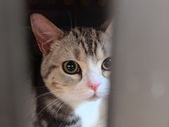 -宠福鑫康馨动物医院·骨科·眼科