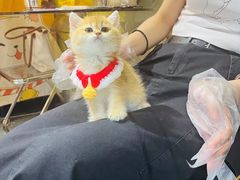 -欣宠猫屋·矮脚拿破仑·蓝金金渐层