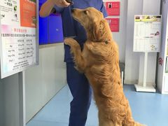 -伟伟宠物医院·CT影像中心·瑞派犬猫综合性门诊(汉口总院)
