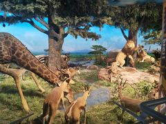 -国家自然博物馆