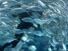 -上海海洋水族馆