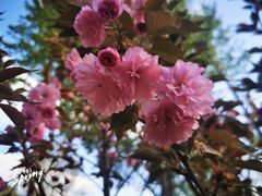 -东升八家郊野公园