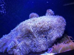 -西雅图水族馆
