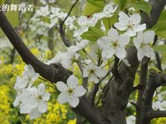 -南汇桃花村