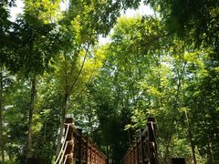 -桤木河湿地公园