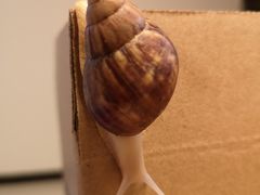 -萌宠奇缘
