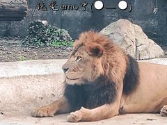 -成都动物园