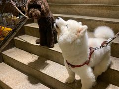 -more than meow吴止猫主题餐厅(承德 中船汇店)