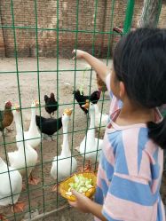 -上美四季动物农场