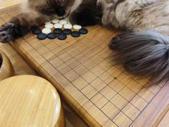 -楼上猫咖(罗湖店)