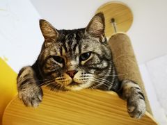 -平行世界·猫咖(首经贸店)