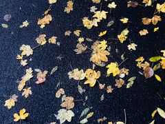 -墨尔本皇家植物园