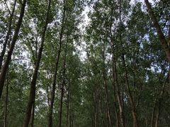 -合肥滨湖国家森林公园