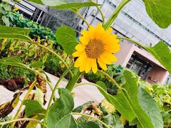 -南山植物园