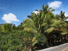-海南热带雨林国家公园吊罗山景区