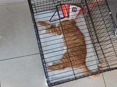 -子乐宠物医院