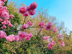 -洛龙公园