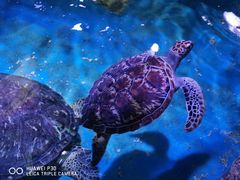 -多彩贵州城极地海洋世界