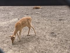 -北京麋鹿生态实验中心