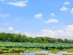 -荷塘月色湿地公园·向阳花洲