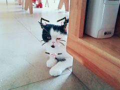 -猫咖时代(中山亭店)