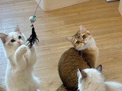 -有喵·猫咖·狗咖·40+猫狗有小奶狗(岗厦店)