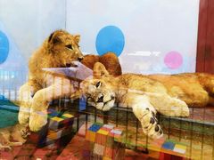 -大连森林动物园