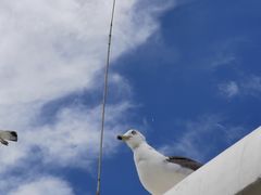 -海驴岛(荣成市)