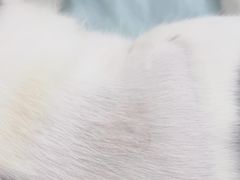 -凯特喵百思猫专科医院