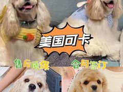 -萌宠之家·腊肠犬·马尔泰·小体犬舍