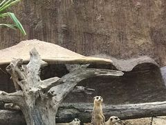 -清迈夜间动物园