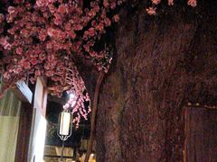 -韵秋荷(宝山龙湖天街店)